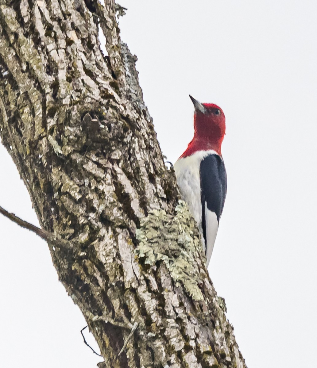 Red-headed Woodpecker - ML616591864