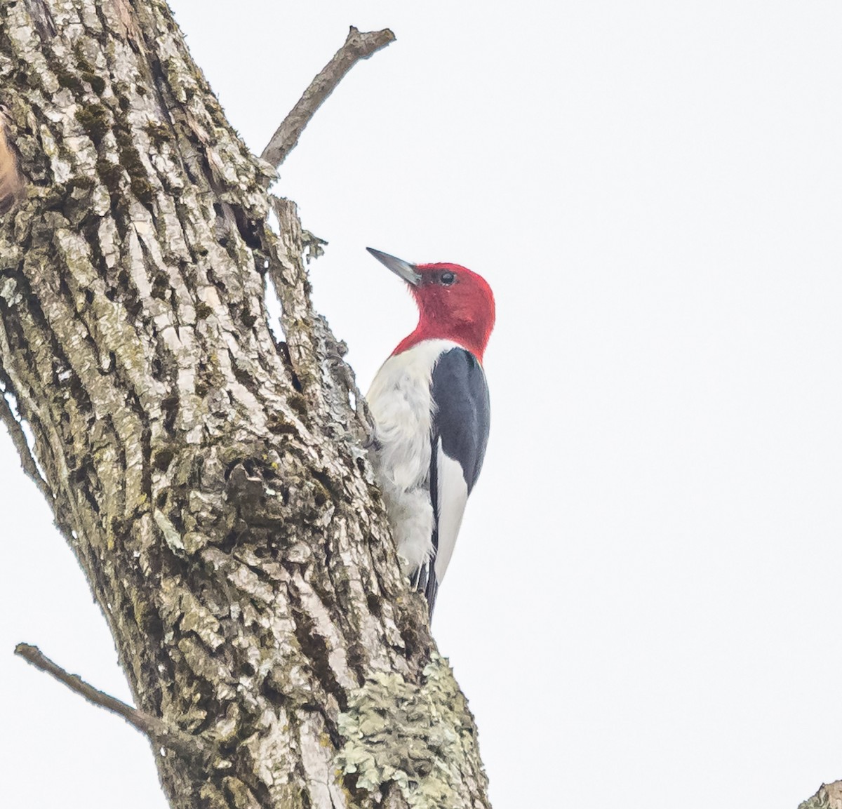 Red-headed Woodpecker - ML616591865