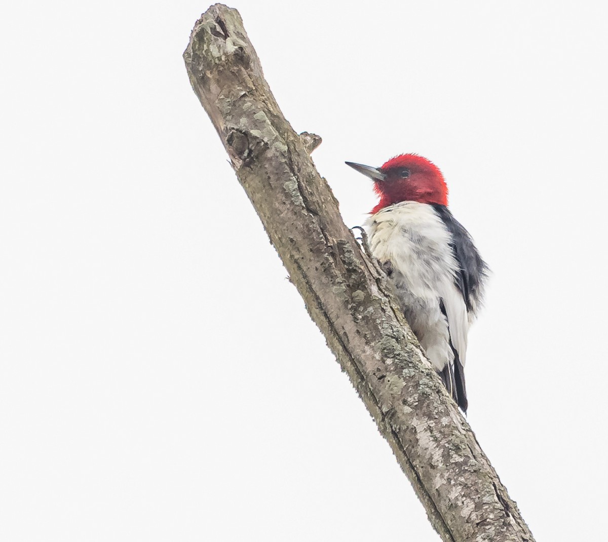 Red-headed Woodpecker - ML616591866
