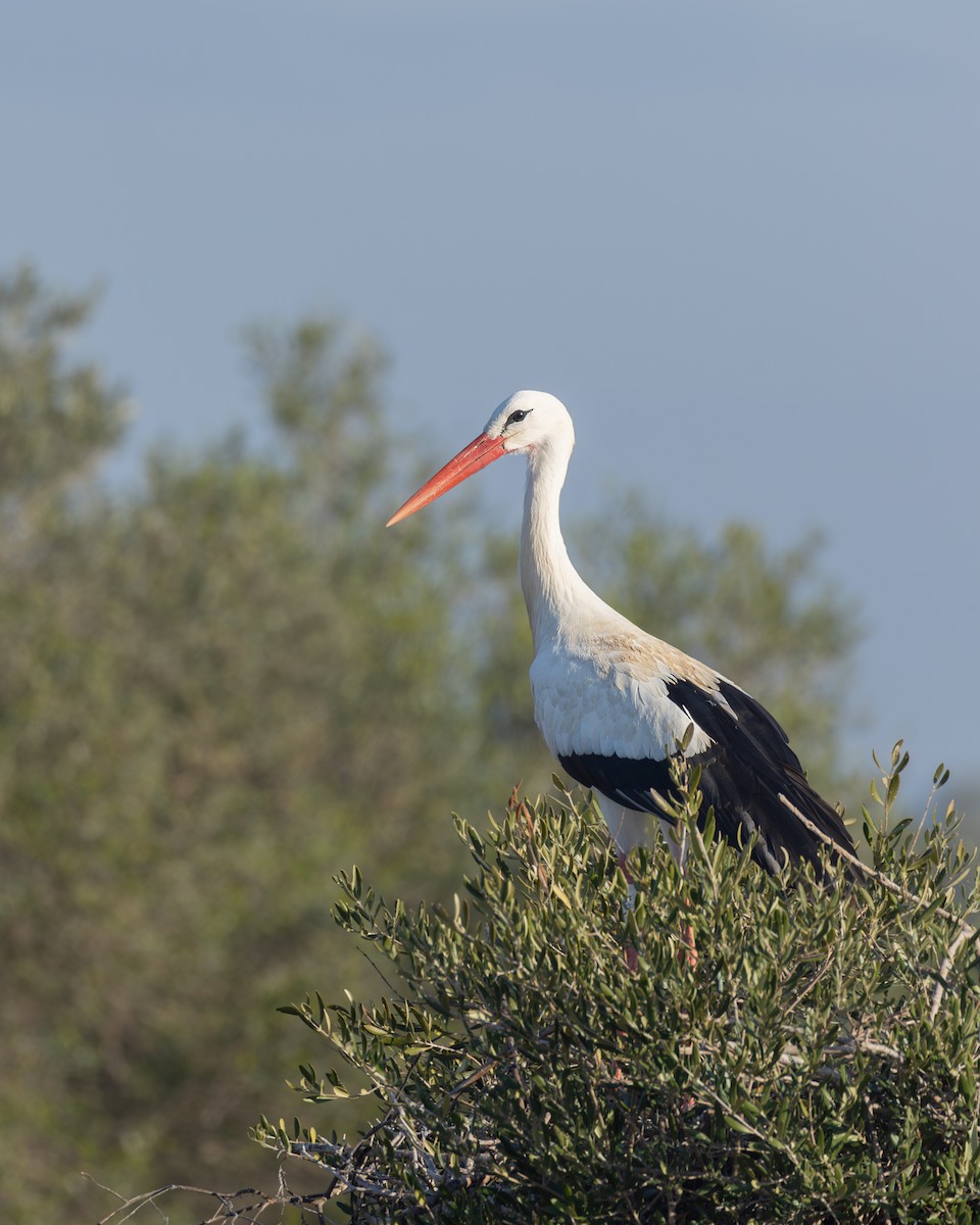 White Stork - ML616591889