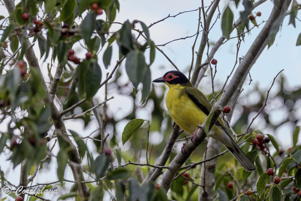 Australasian Figbird - Fernando del Valle