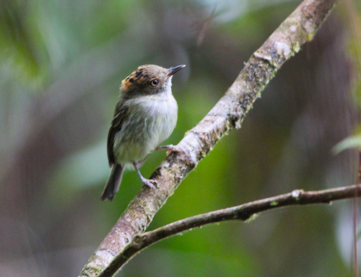 Scale-crested Pygmy-Tyrant - ML616591896