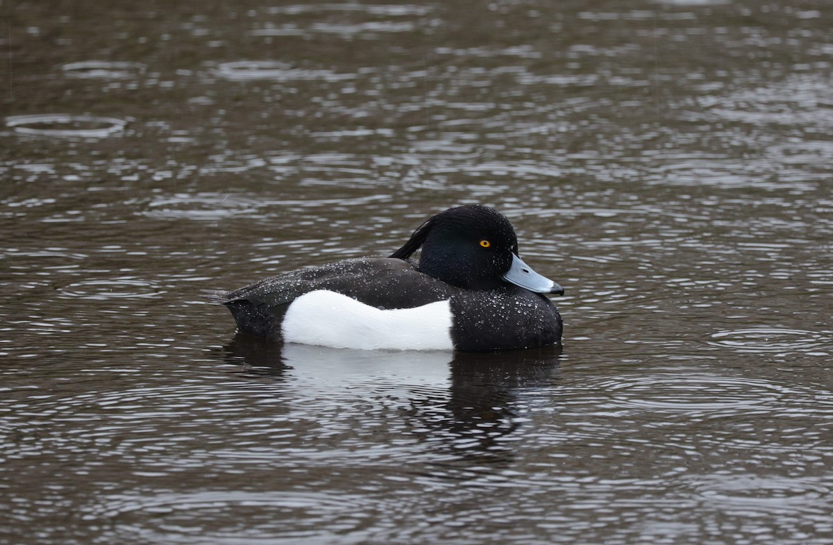 Tufted Duck - ML616591916