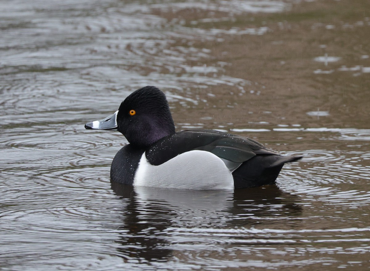 Ring-necked Duck - ML616591938