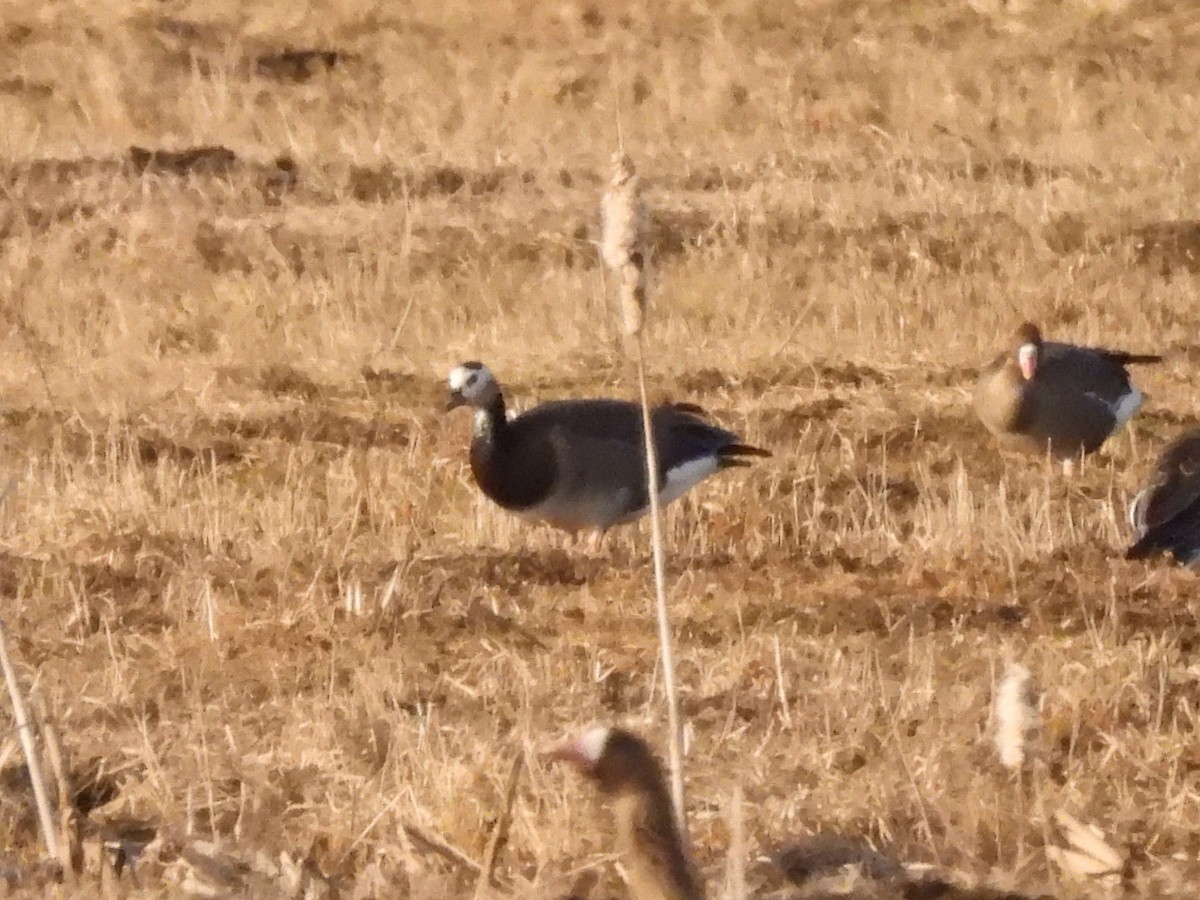 Greater White-fronted x Barnacle Goose (hybrid) - ML616591948