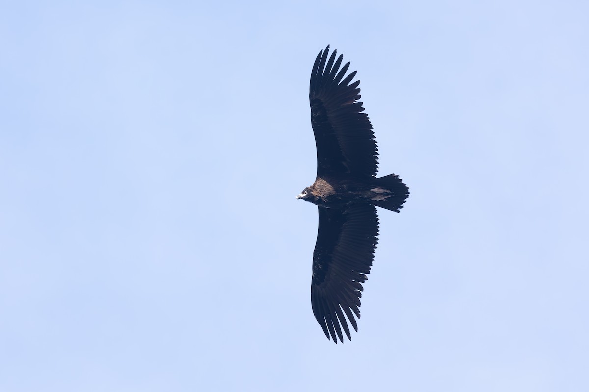 Cinereous Vulture - Max Baumgarten
