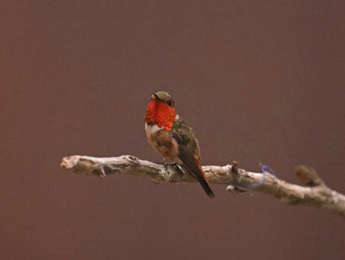 Scintillant Hummingbird - Natalie Carusillo