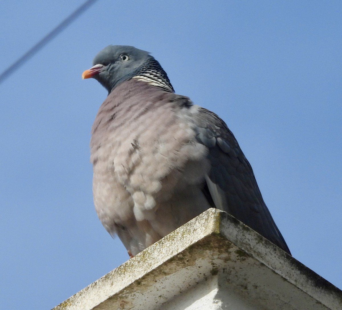 Common Wood-Pigeon - Sue Dallman