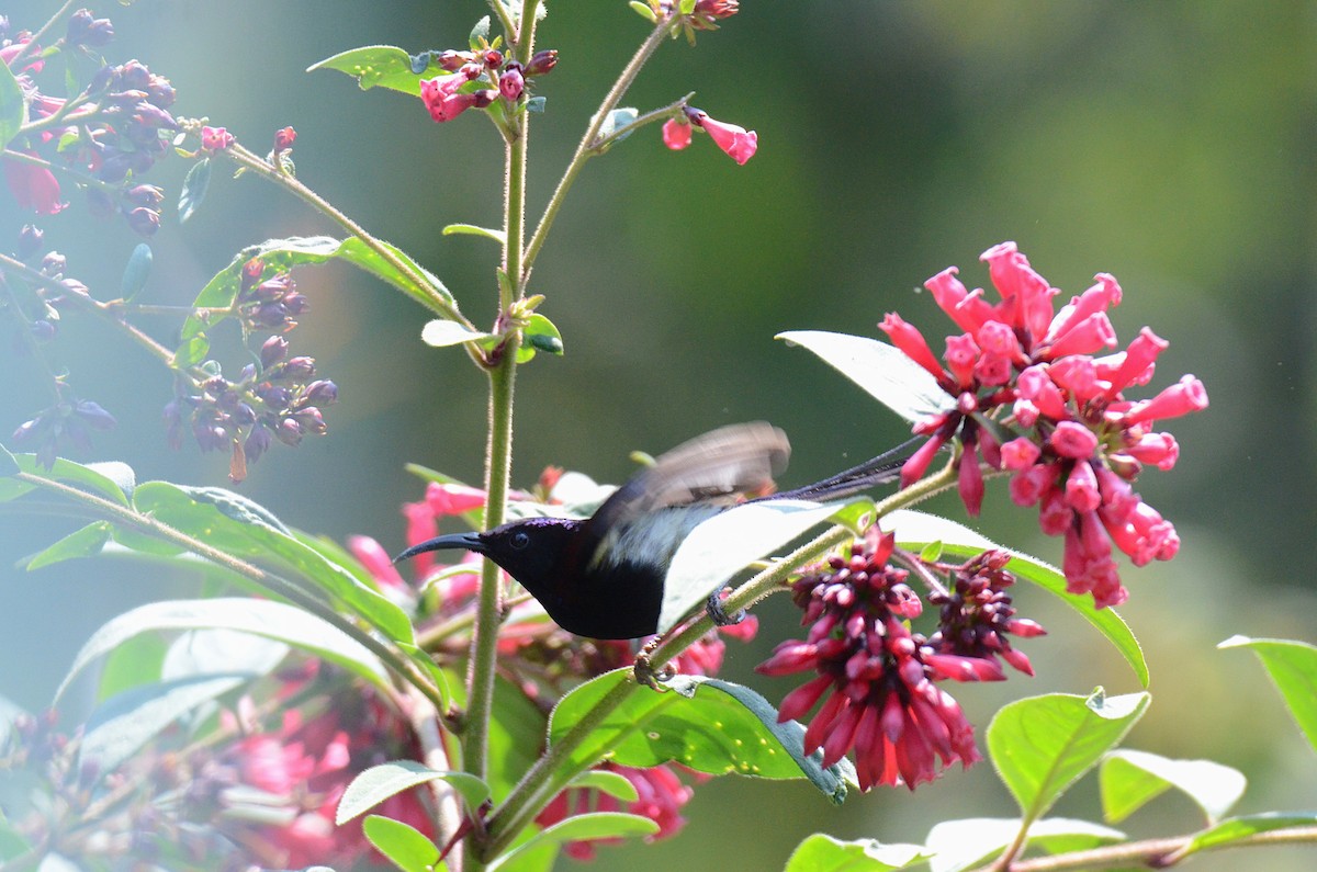 Black-throated Sunbird - ML616592081