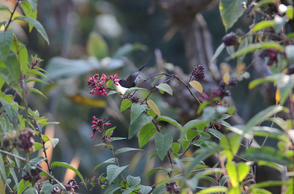 Black-throated Sunbird - ML616592083