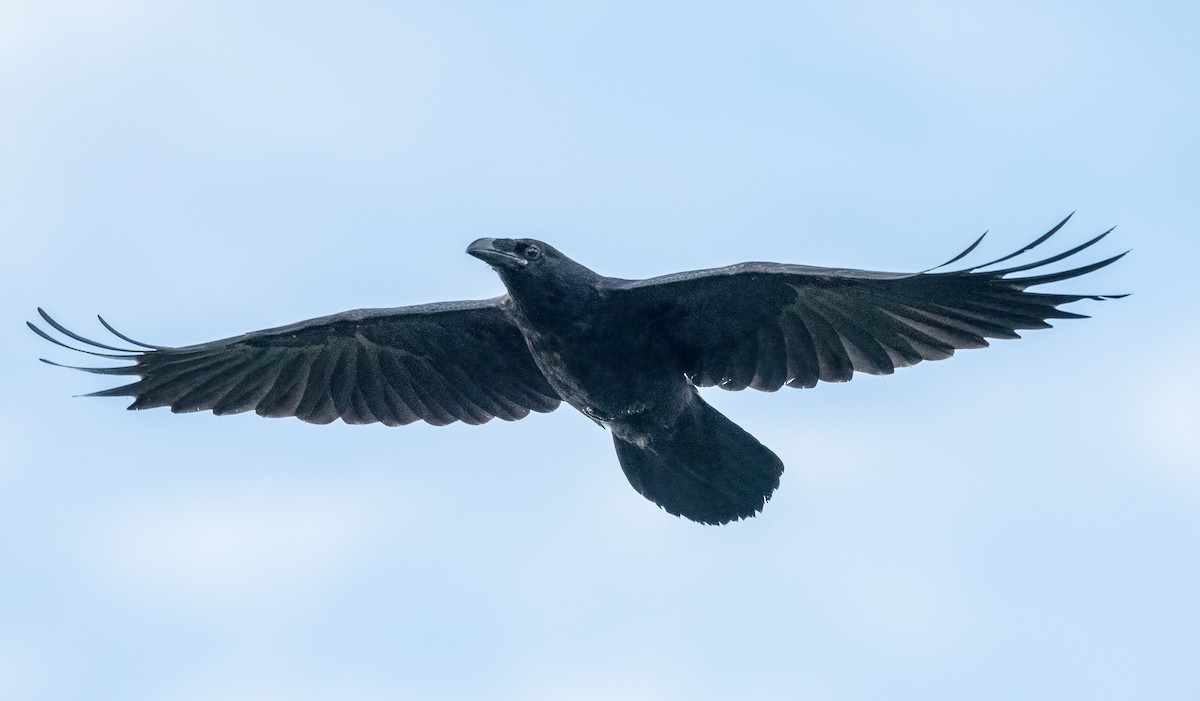 Common Raven - ML616592087
