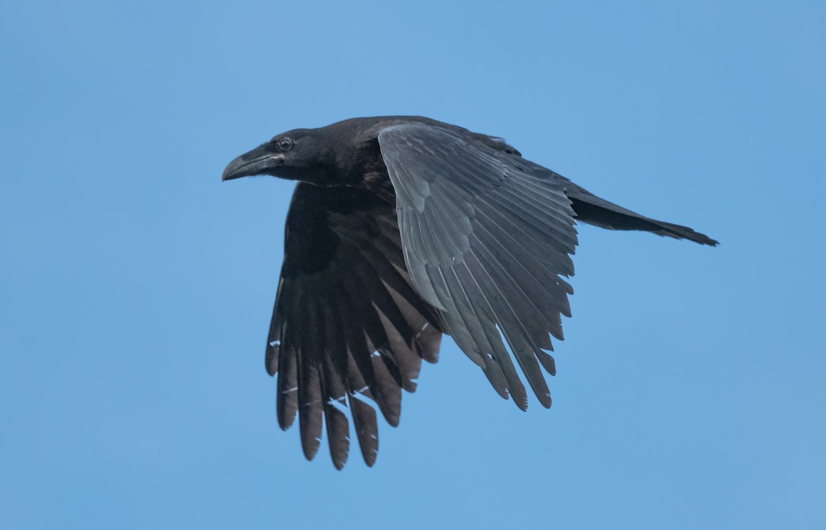 Common Raven - Sandy Podulka