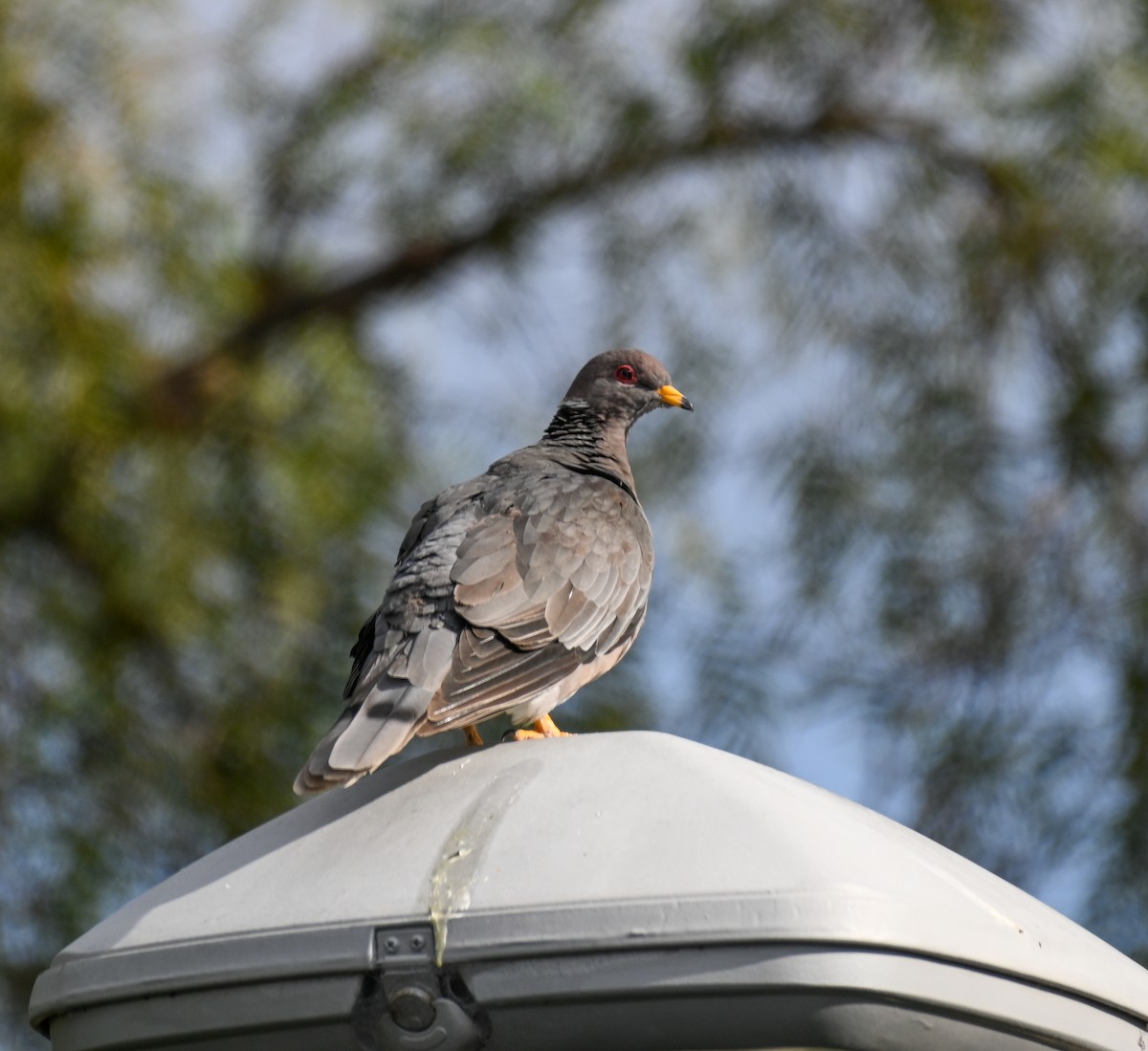 Band-tailed Pigeon - ML616592102
