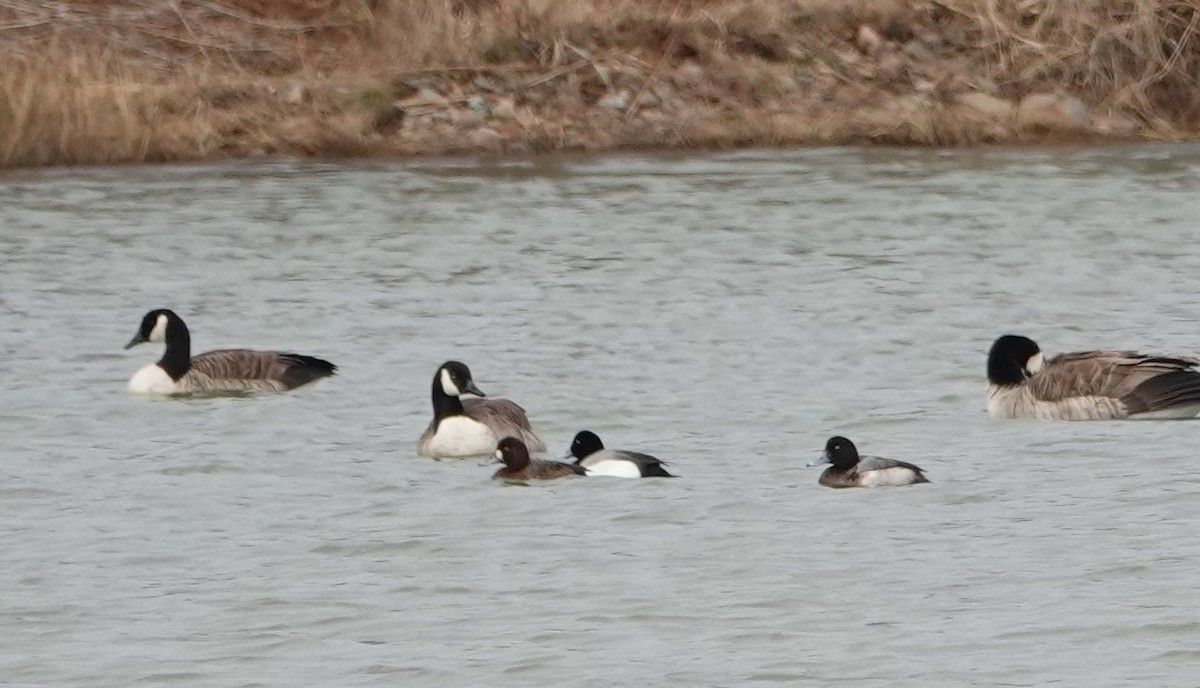Greater Scaup - ML616592107