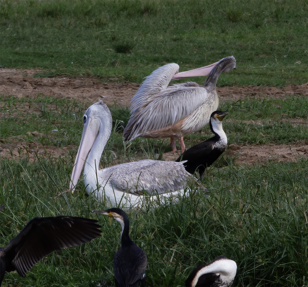 Pink-backed Pelican - ML616592118