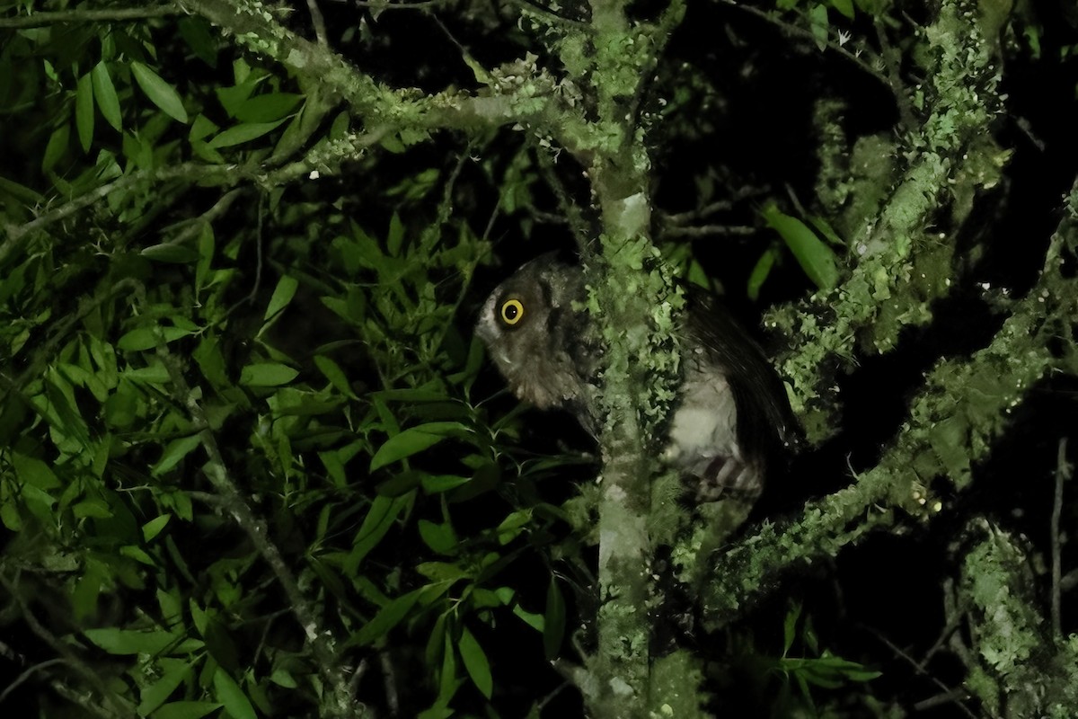 Long-tufted Screech-Owl - ML616592139