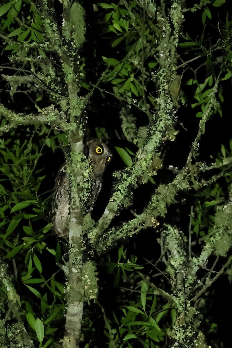 Long-tufted Screech-Owl - ML616592141