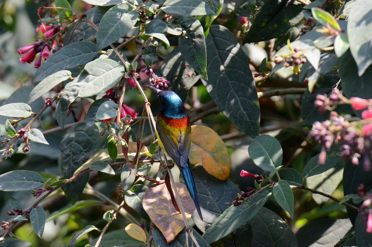 Green-tailed Sunbird - ML616592207