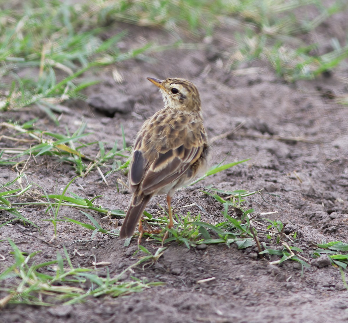 African Pipit - ML616592215