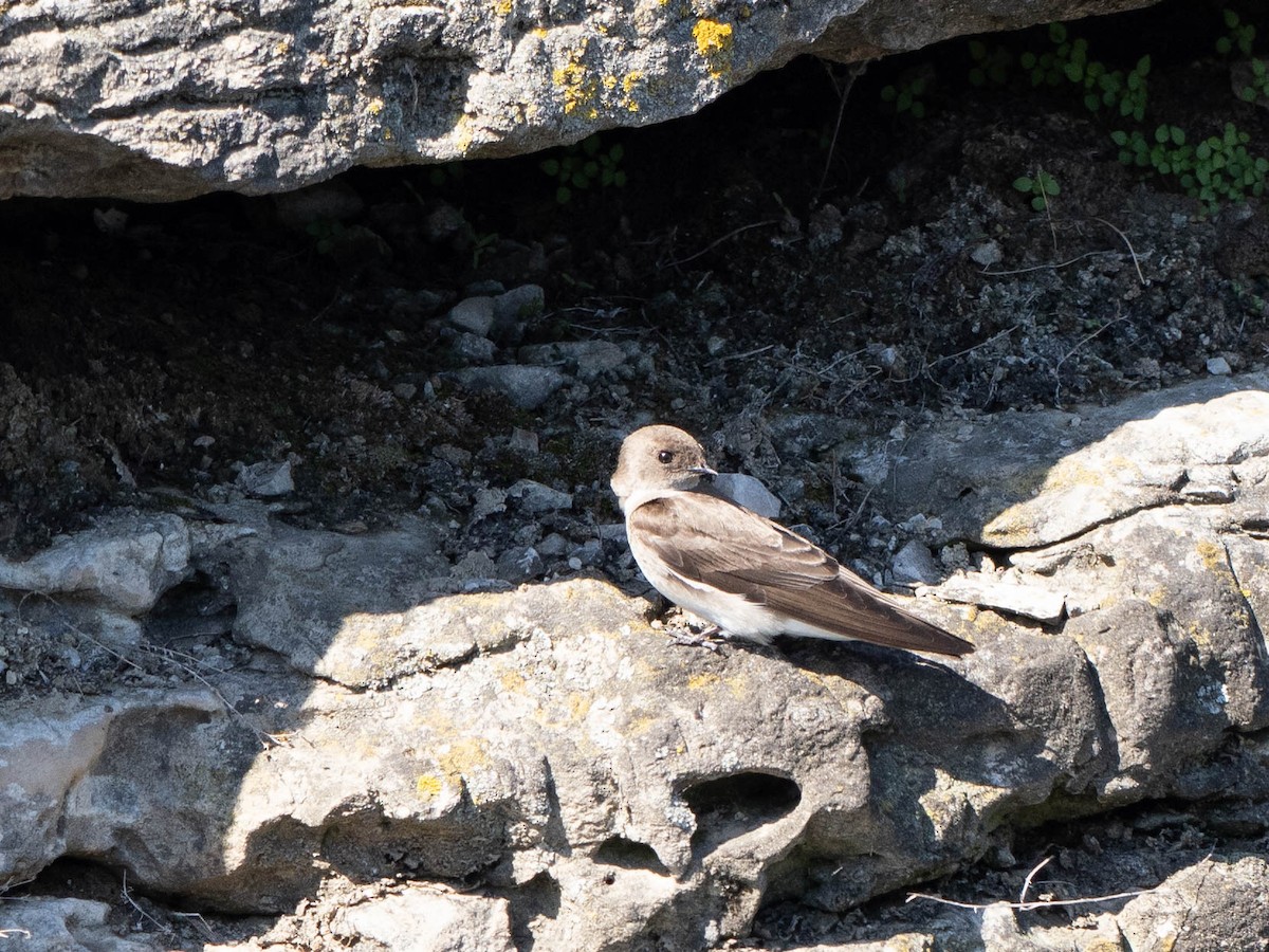 Northern Rough-winged Swallow - Rad Widmer
