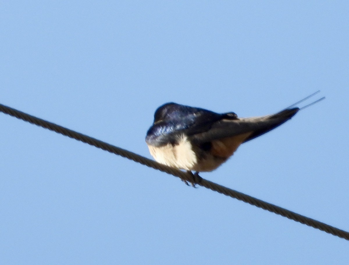 Barn Swallow - Gary Brent
