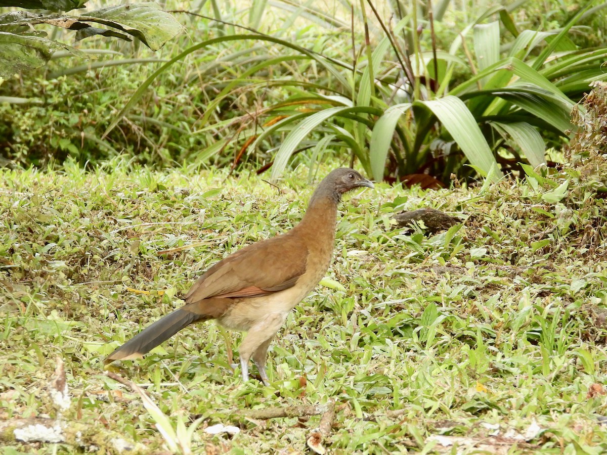Gray-headed Chachalaca - WS Barbour