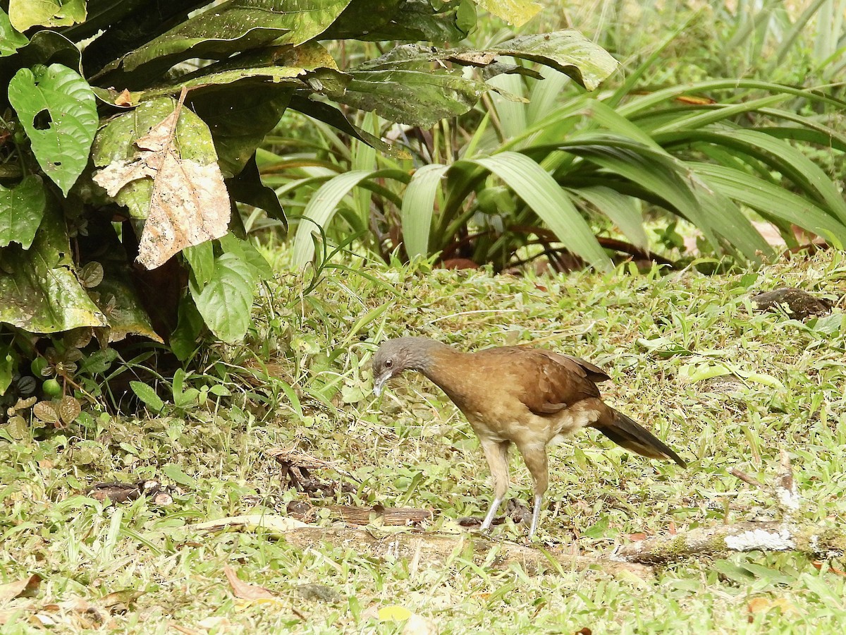 Gray-headed Chachalaca - WS Barbour