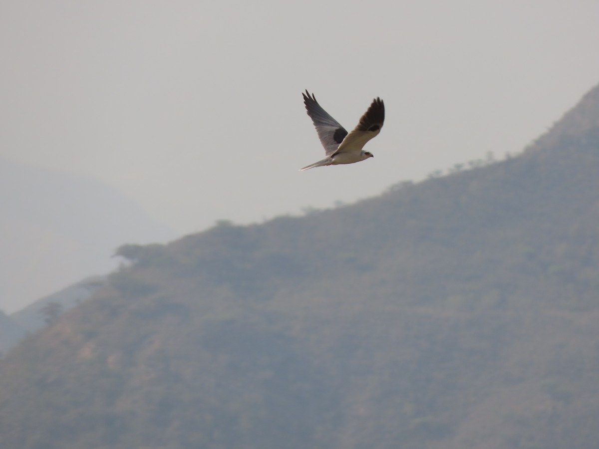 White-tailed Kite - ML616592292