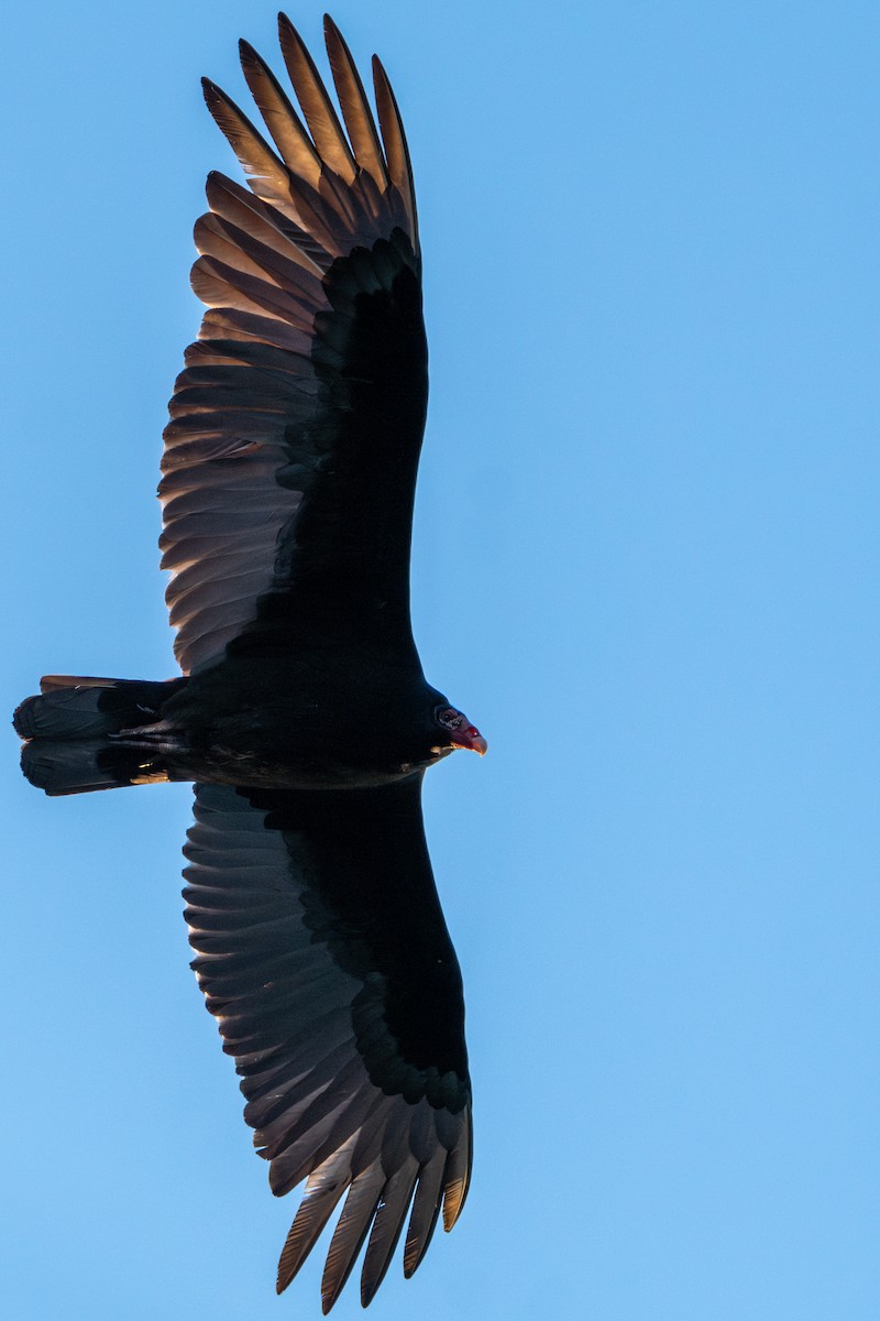 Turkey Vulture - Andrew Lin