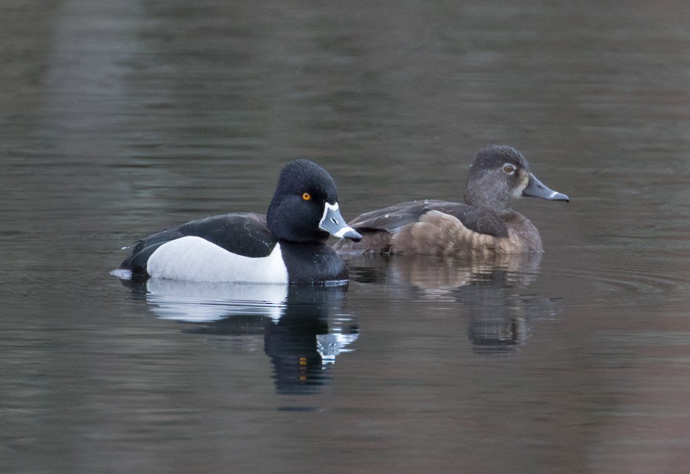 Ring-necked Duck - ML616592524