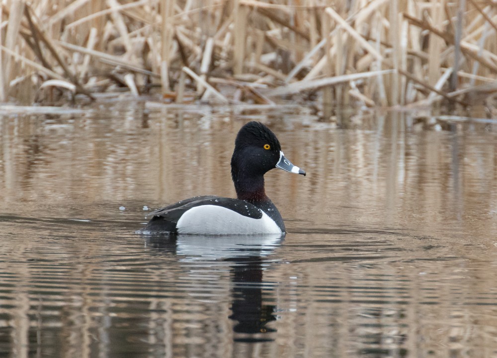 Ring-necked Duck - ML616592525
