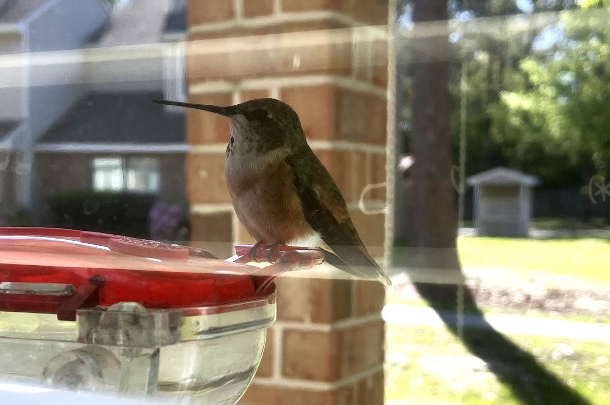 Rufous Hummingbird - ML616592559