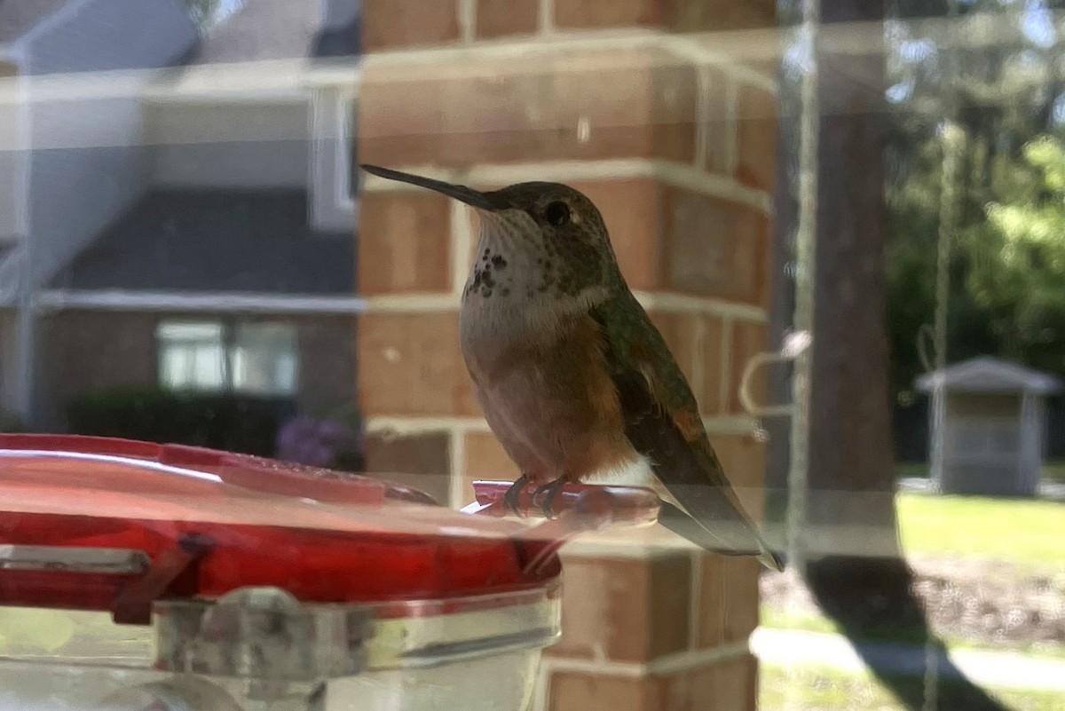 Rufous Hummingbird - ML616592560