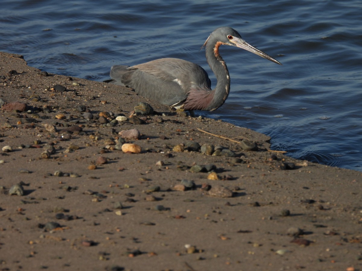 Tricolored Heron - Kevin Field