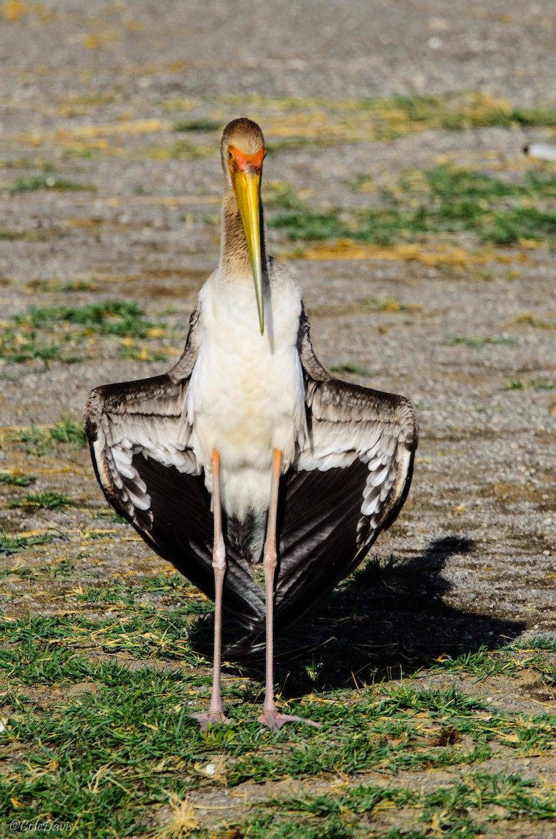 Yellow-billed Stork - ML616592665
