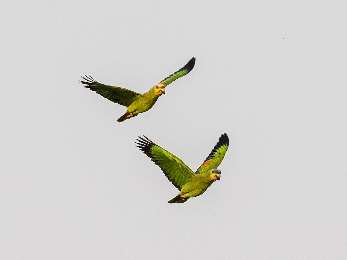 Orange-winged Parrot - Bob Friedrichs