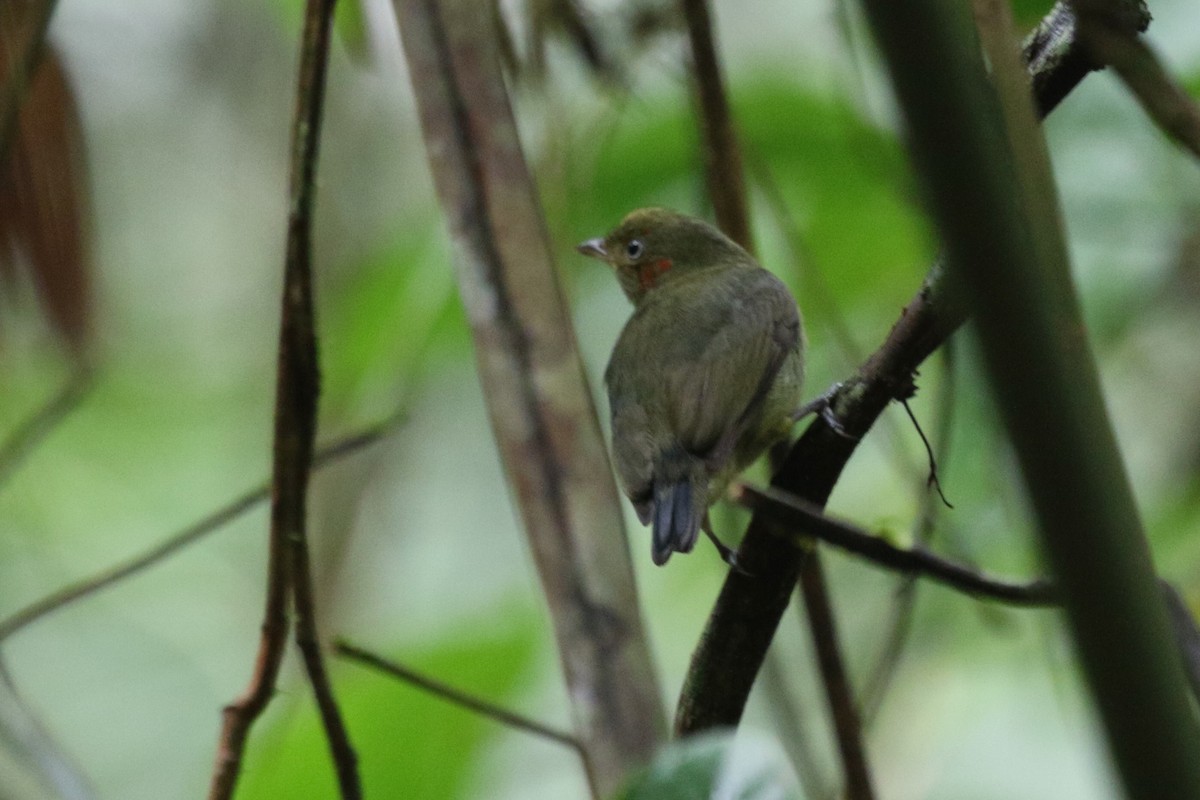 Red-capped Manakin - ML616592684