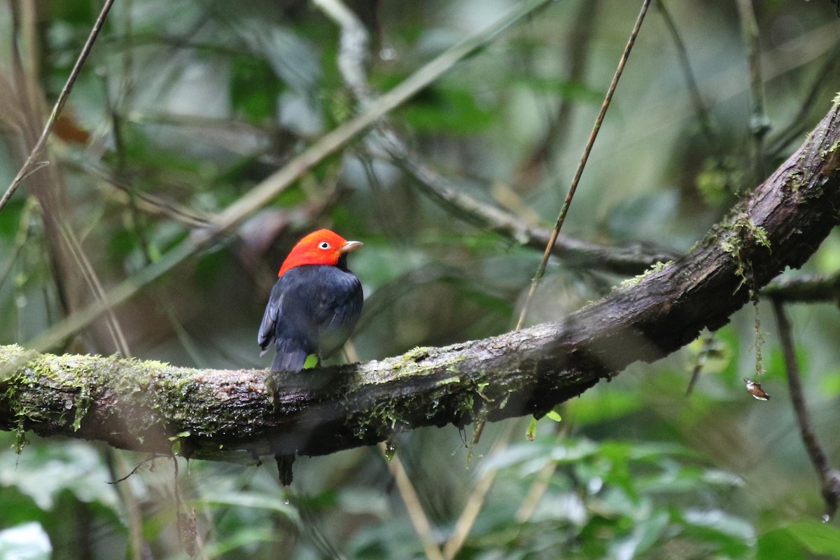 Red-capped Manakin - ML616592685