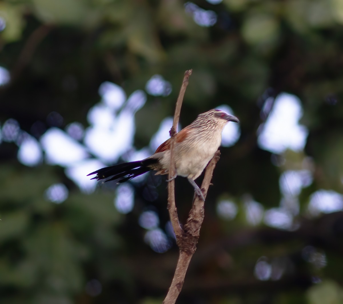 White-browed Coucal - ML616592705