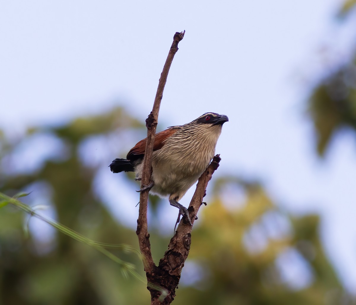 White-browed Coucal - ML616592706