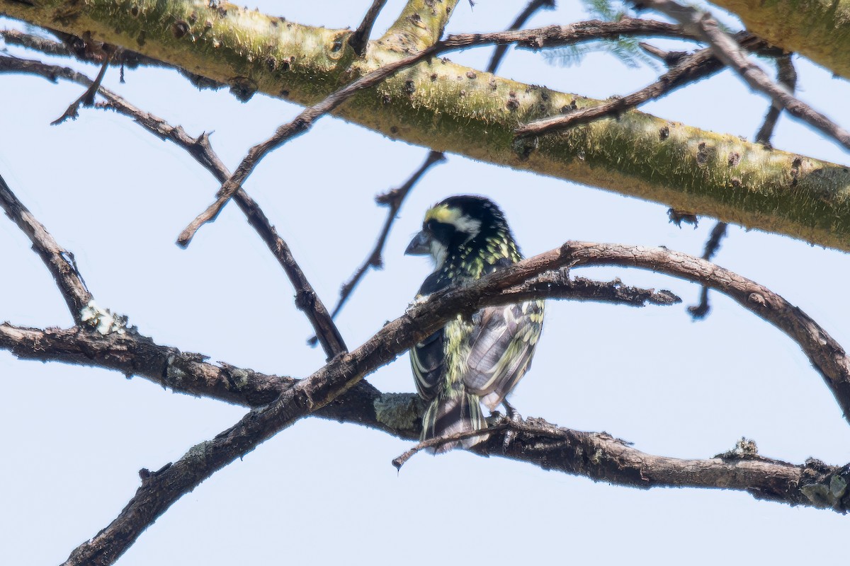 Red-fronted Barbet - ML616592715