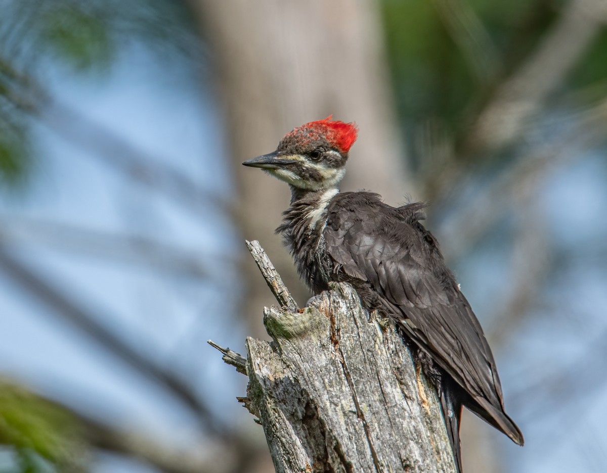 Pileated Woodpecker - Sandy Podulka