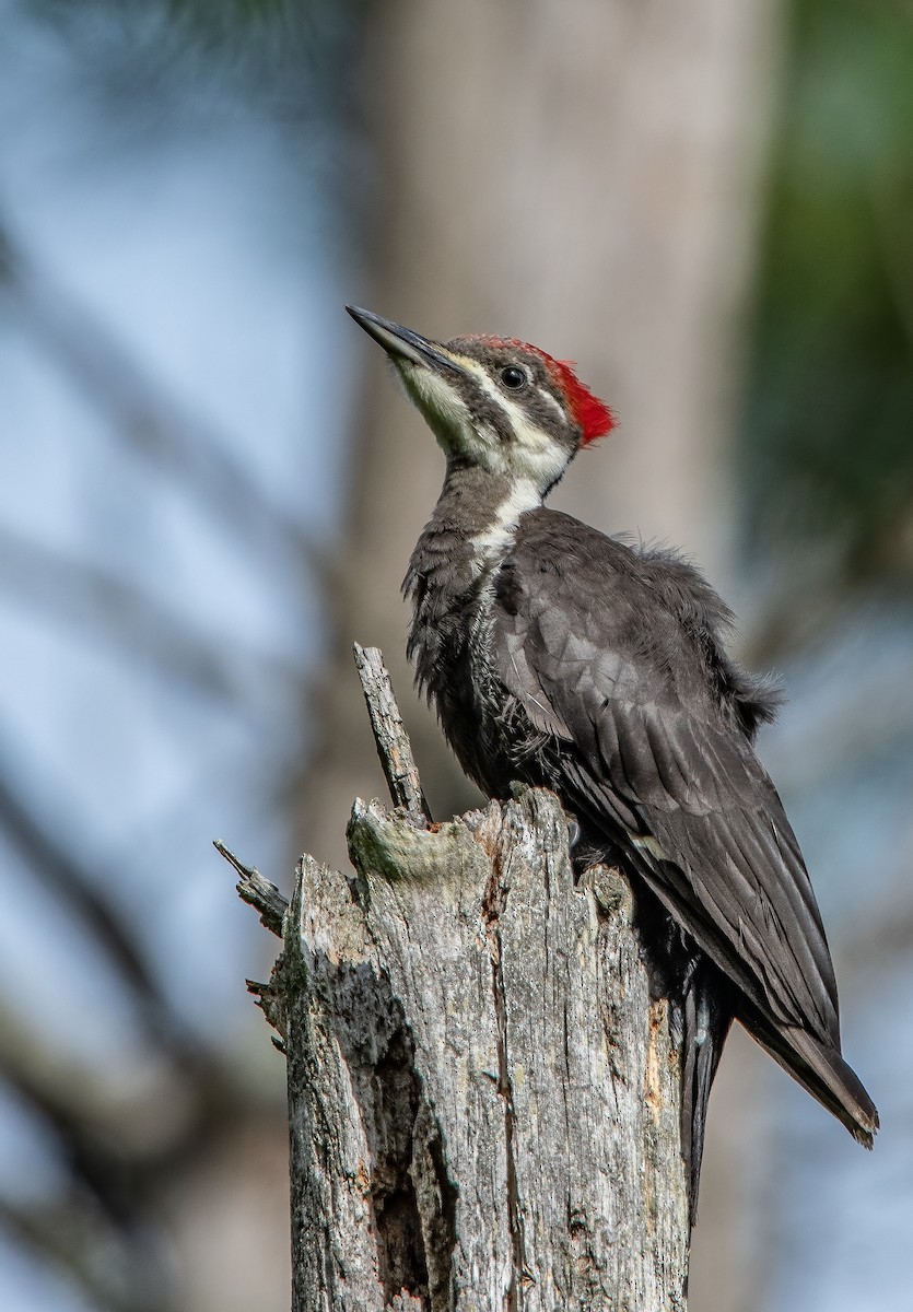 Pileated Woodpecker - ML616592749