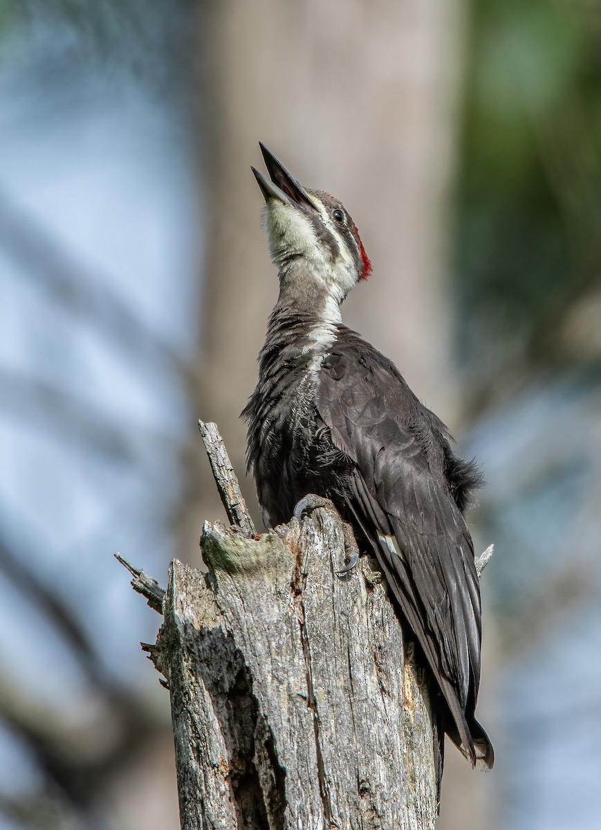 Pileated Woodpecker - ML616592750