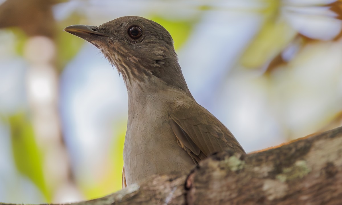 Pale-breasted Thrush - ML616592889