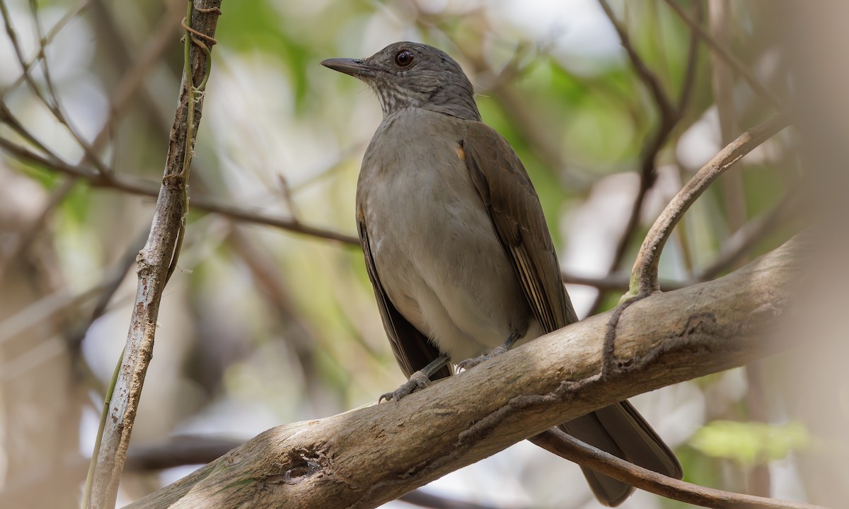 Pale-breasted Thrush - ML616592890