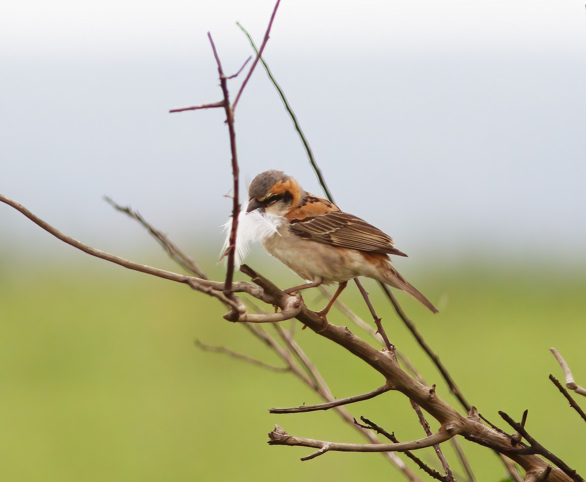 Shelley's Rufous Sparrow - ML616592905