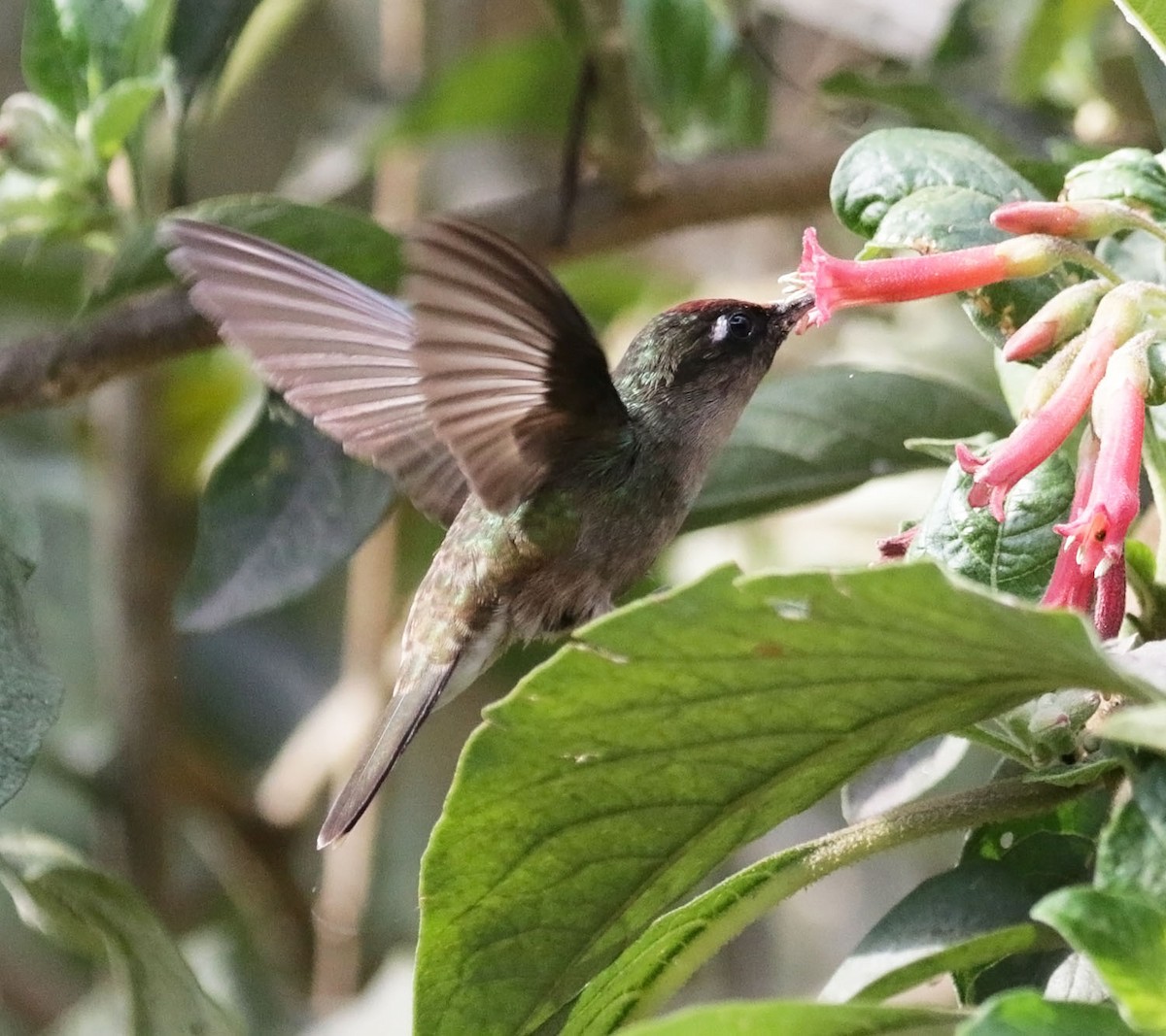 kolibřík čepičatý - ML616592941