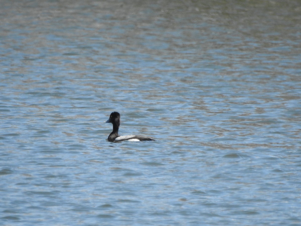 Ring-necked Duck - ML616592952