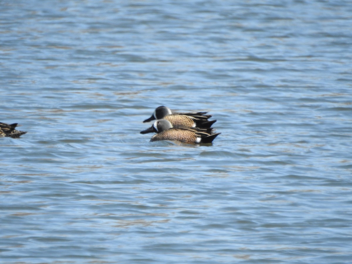 Blue-winged Teal - ML616592968